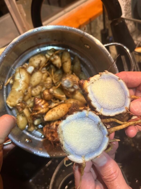 Blue Turmeric Tincture - Image 4