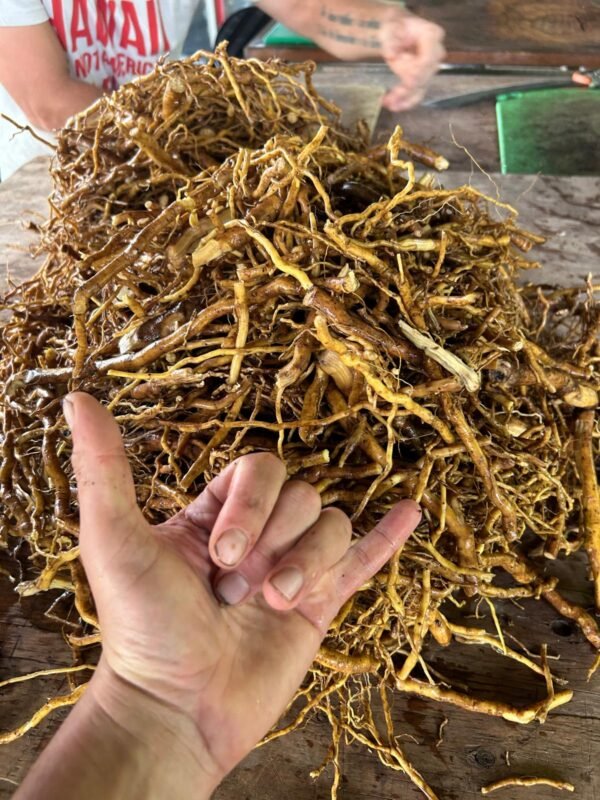 Kava Tincture - Image 5